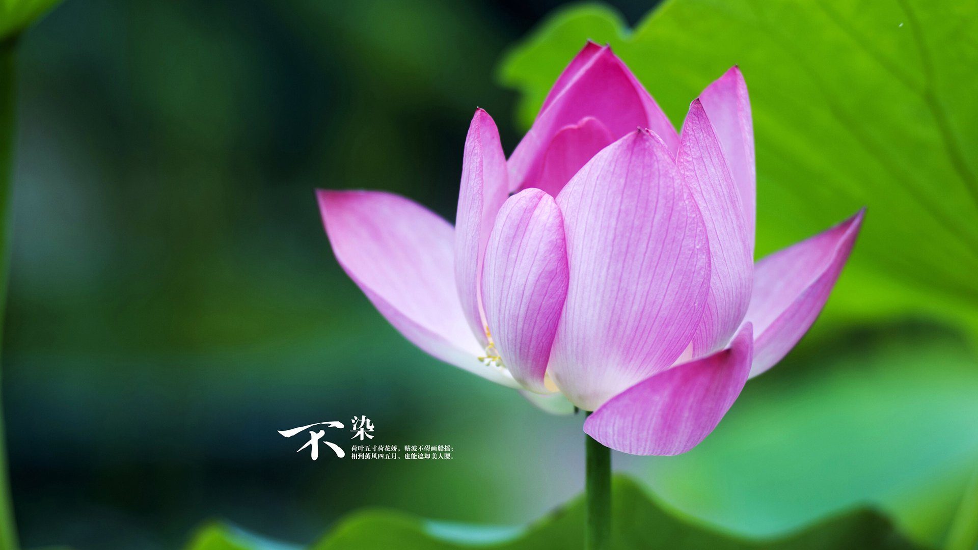 多特蒙德前场火力梗阻，球队进攻组织混乱，多特蒙德主力前锋是谁