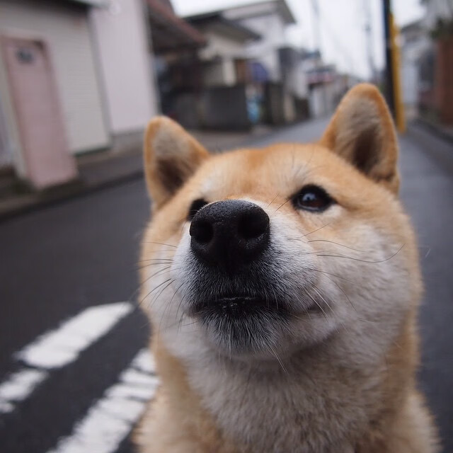 孟加拉国男篮在国际舞台上逐步崭露头角