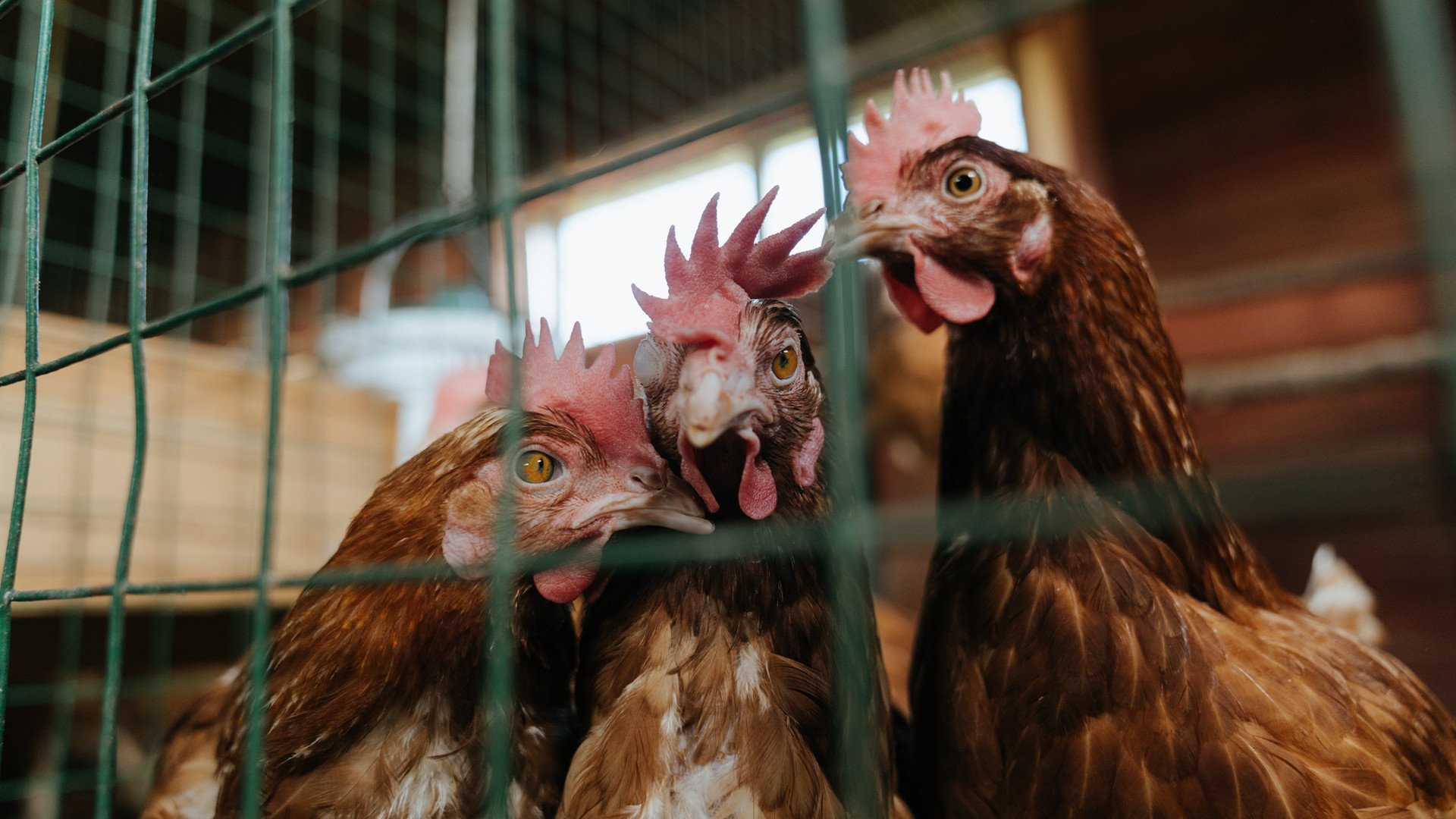 张伟丽一拳制胜裁判提前叫停比赛,张伟丽一拳制胜裁判提前叫停比赛的视频