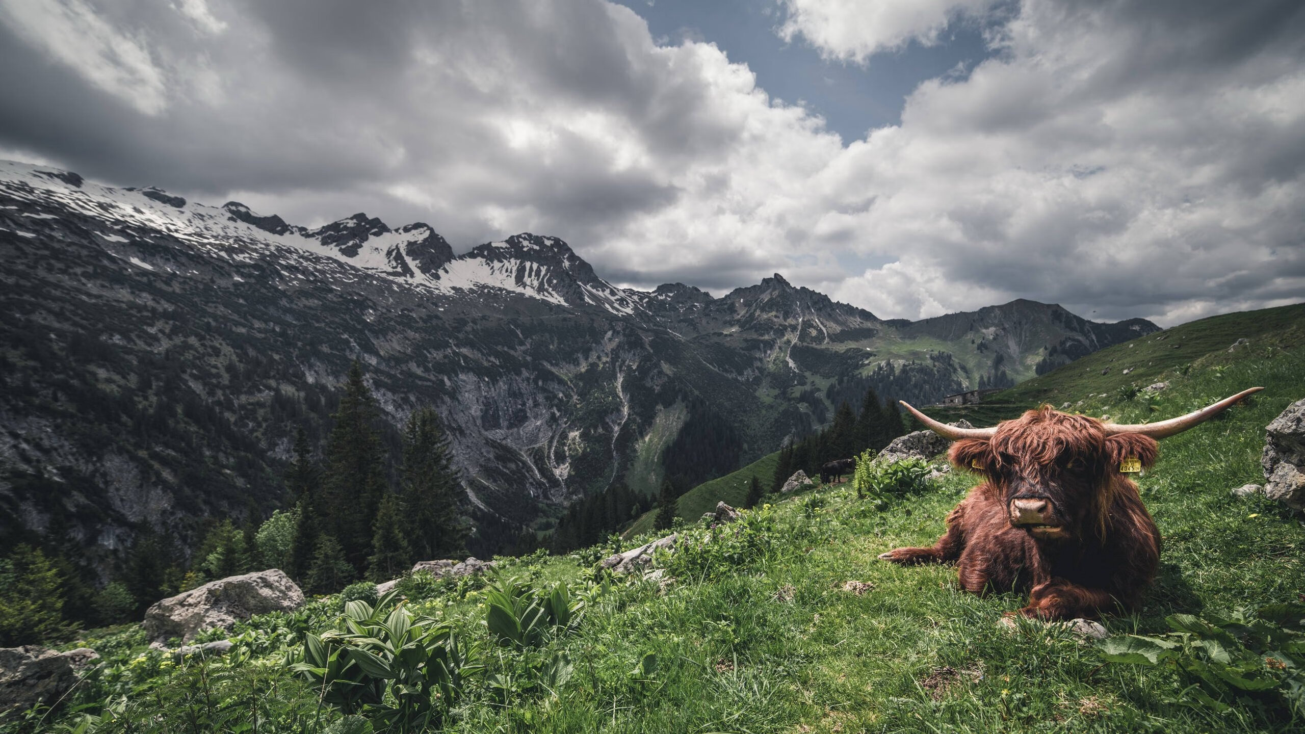 kaiyun体育综合-德甲攻防精彩纷呈：策略与力量的完美结合！，德甲防守最好的球队