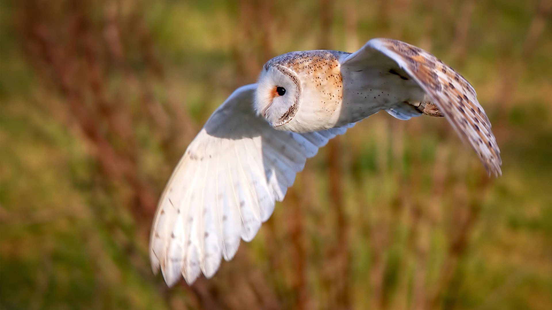 普费夫跳台赛场表现引发热议,俄罗斯普费普费舞会