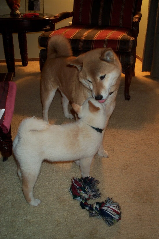 开云kaiyun-森林狼外线失准陷入得分荒，森林狼西决