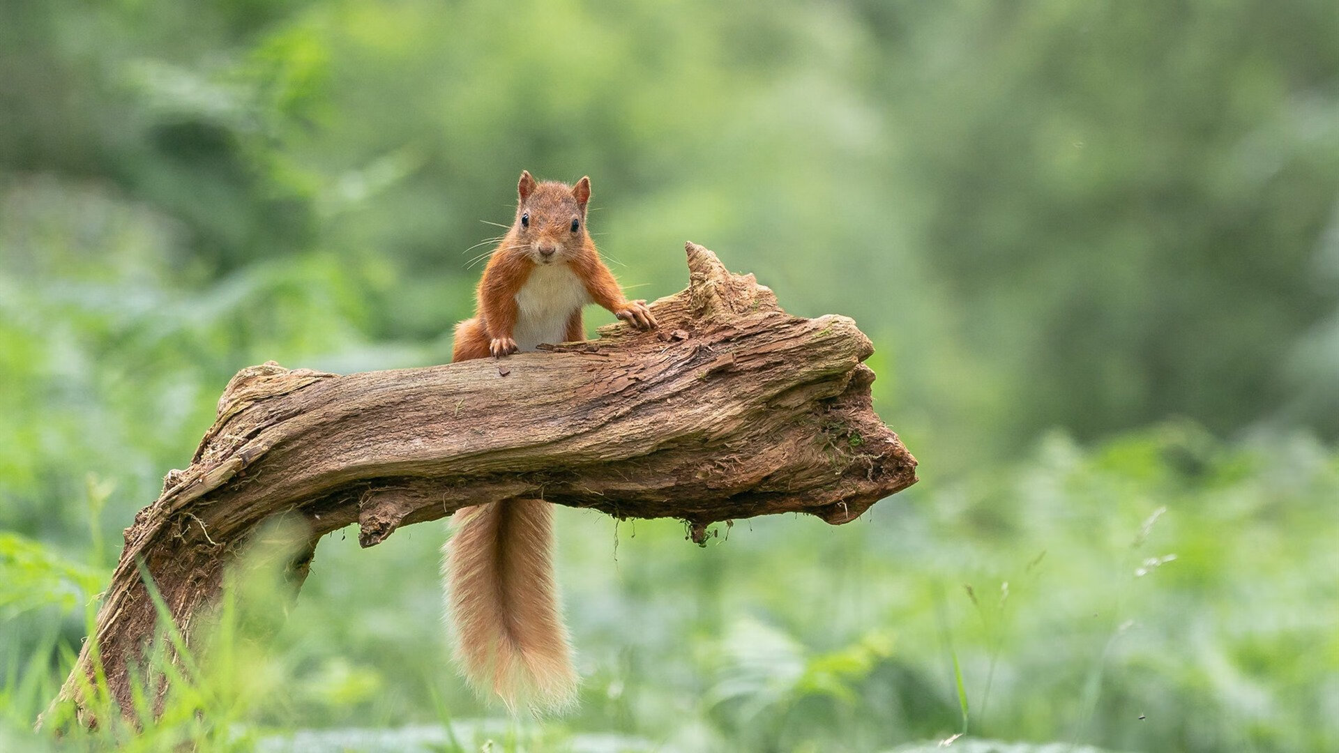 法国队全力冲刺赢得观众掌声,法国队集锦