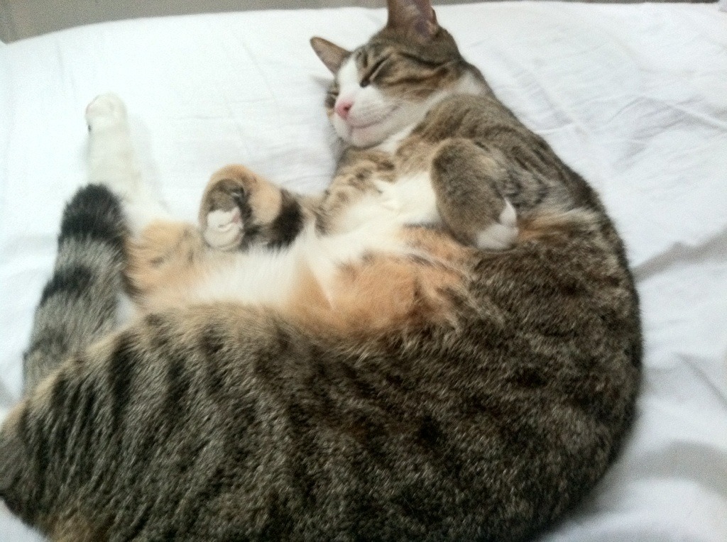 kaiyun体育综合-混合泳赛事中立代表队A选手均衡发展，混合泳夺冠