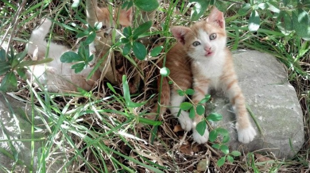 热火球员晒健身照展现极致体型管理，热火球员照片