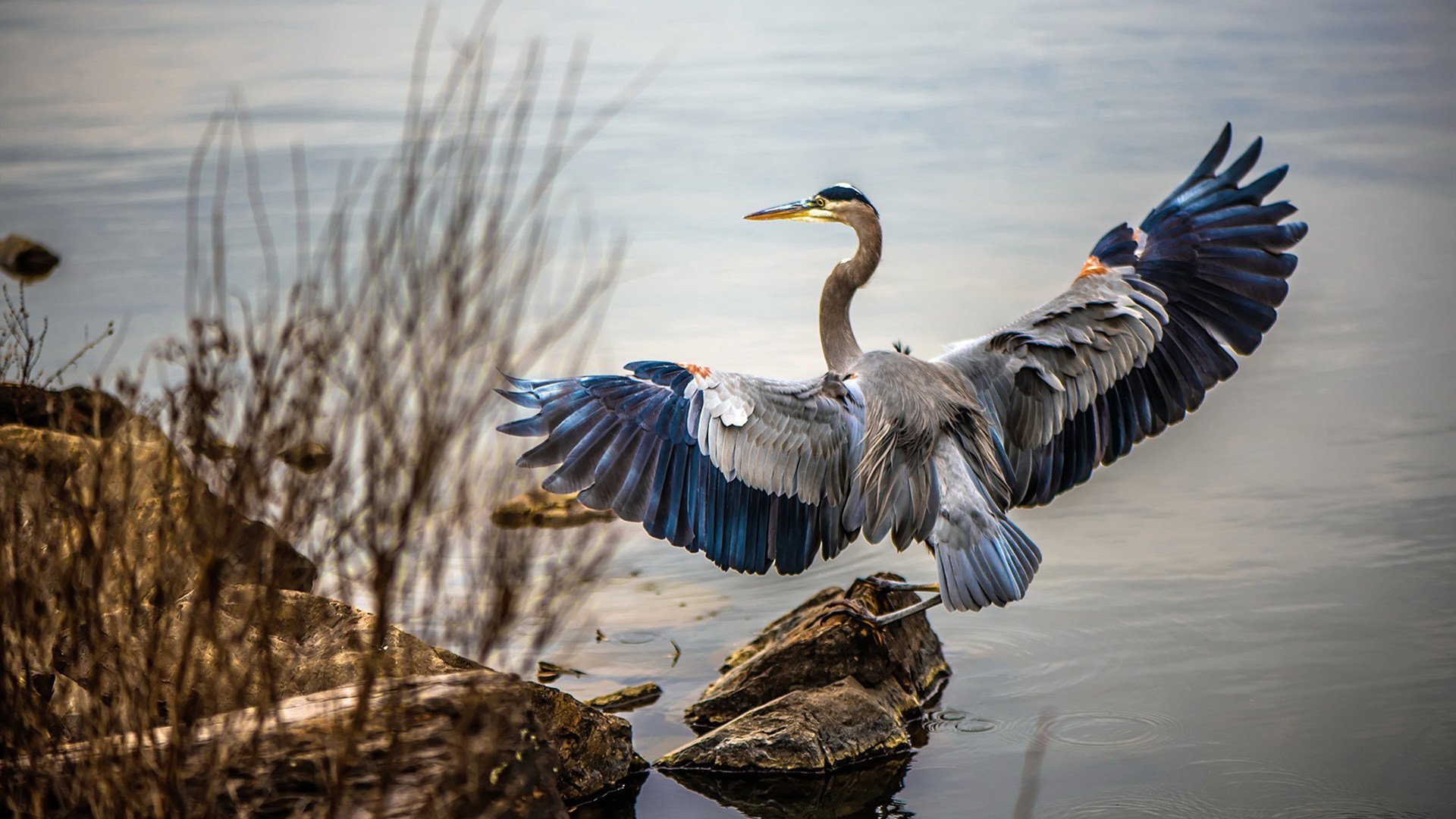 皮特·卡普尔的爆发力与敏捷性让袋鼠队攻守平衡更有保障,卡尔皮纳袋鼠