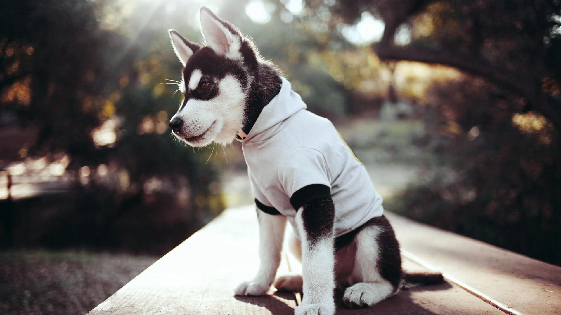 美洲杯创新战术体系的实际效果，美洲杯改革