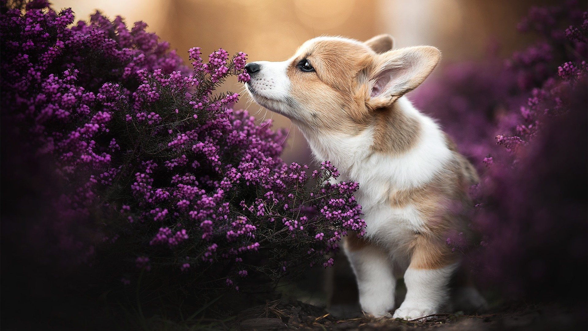 青训球员首次亮相正式比赛完成破门展现巨大潜力，青训队啥意思